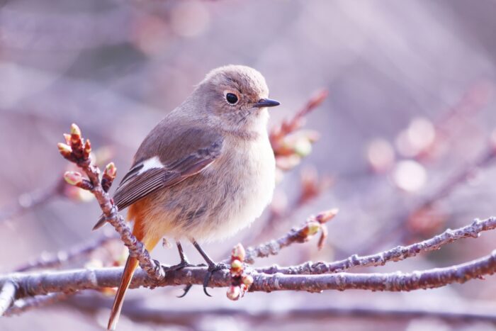 「自分とつながる呼吸瞑想会」のご案内