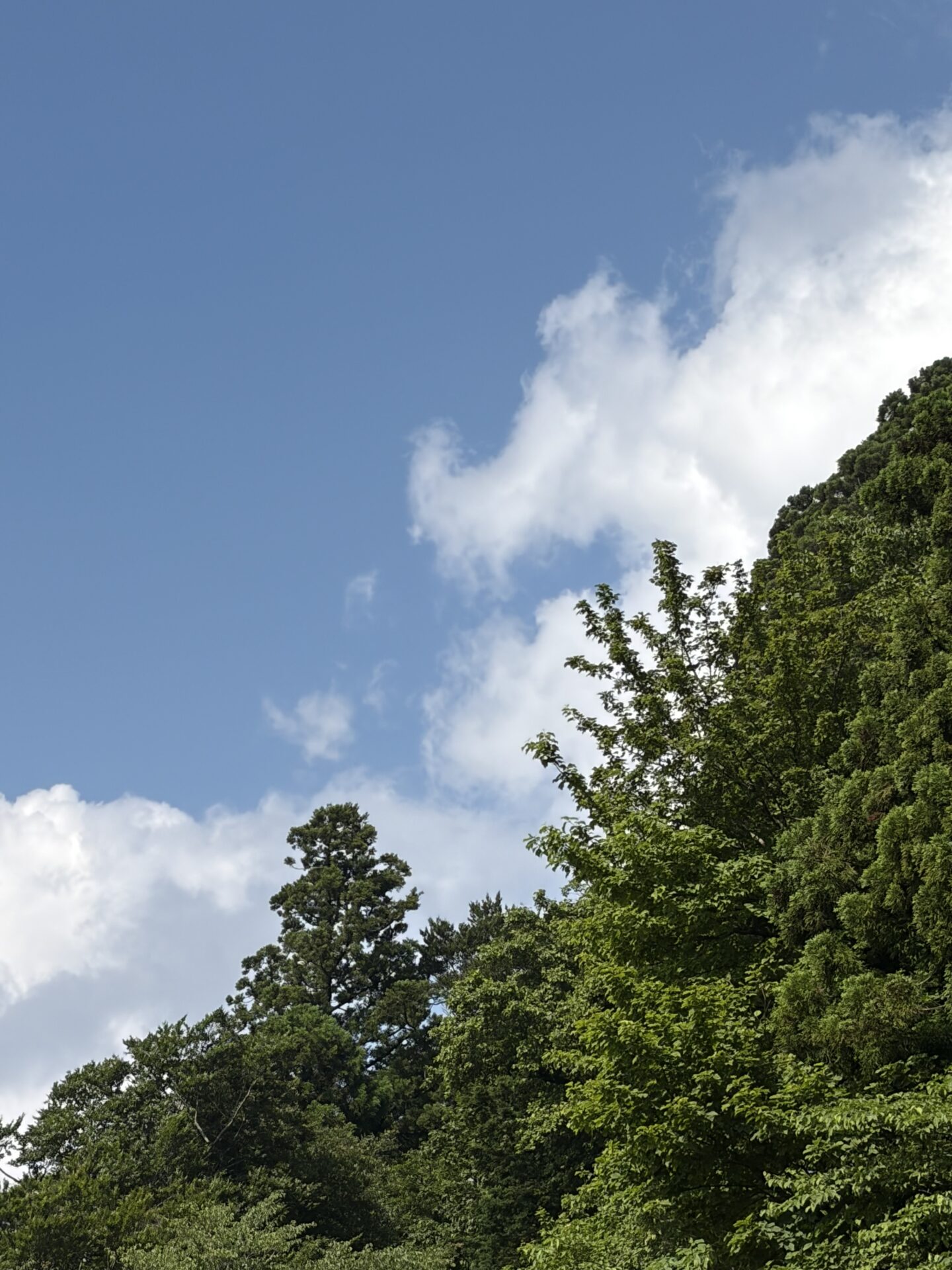 梅雨の晴れ間に金剛山へ ― 汗をかくことの大切さを改めて実感しました